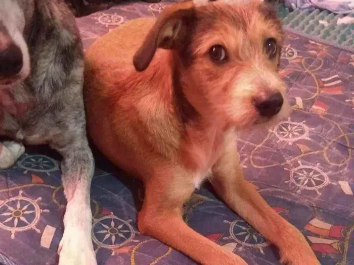 Cachorro raça Srd idade 7 a 11 meses nome Neymar