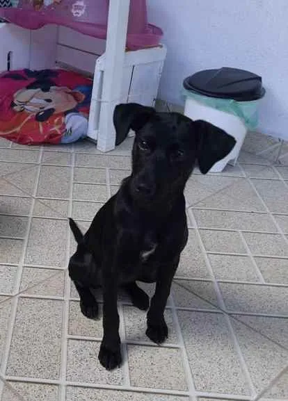 Cachorro ra a SRD idade 2 a 6 meses nome Bela