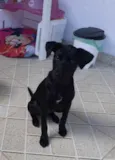Bela