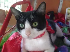 Gato raça SRD idade 1 ano nome Maria 