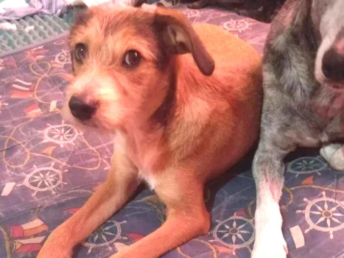 Cachorro raça Srd idade 7 a 11 meses nome Neymar