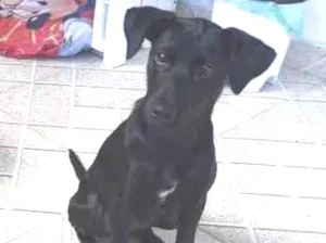 Cachorro raça SRD idade 2 a 6 meses nome Bela