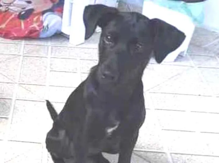 Cachorro ra a SRD idade 2 a 6 meses nome Bela