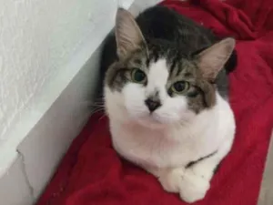 Gato raça SRD-ViraLata idade 3 anos nome Charles