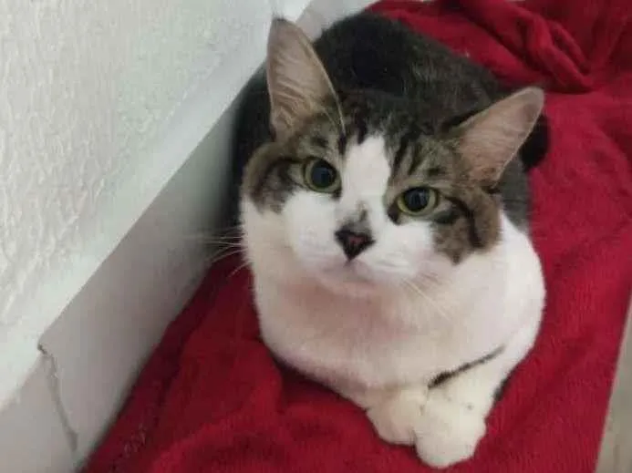 Gato ra a SRD-ViraLata idade 3 anos nome Charles