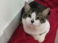 Charles