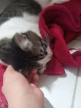 Charles