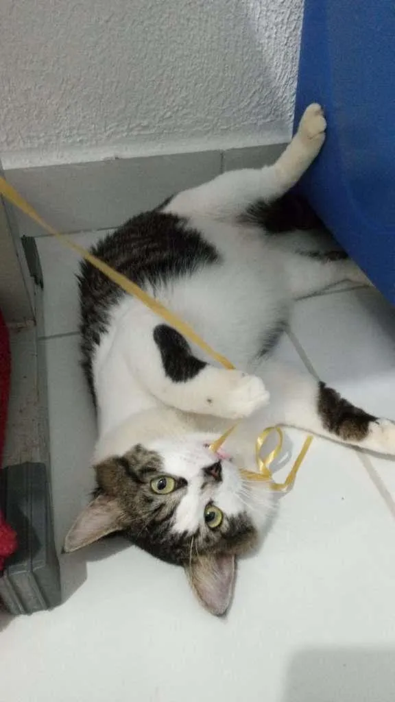 Gato ra a SRD-ViraLata idade 3 anos nome Charles