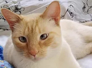 Gato raça Srd idade 1 ano nome Pepe lindo gatinho 