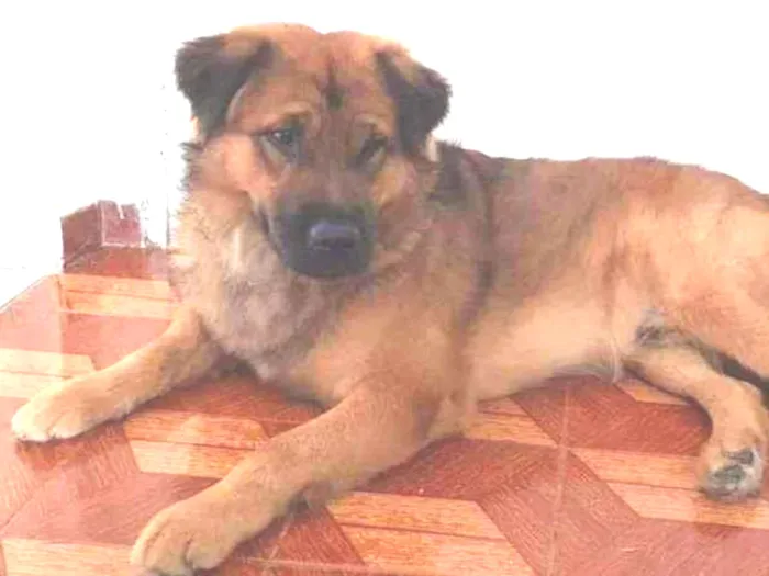 Cachorro ra a Srd idade 3 anos nome Max
