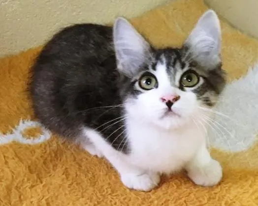 Gato raça SRD-ViraLata idade 2 a 6 meses nome TITO TIGRE