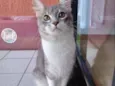 Tetê