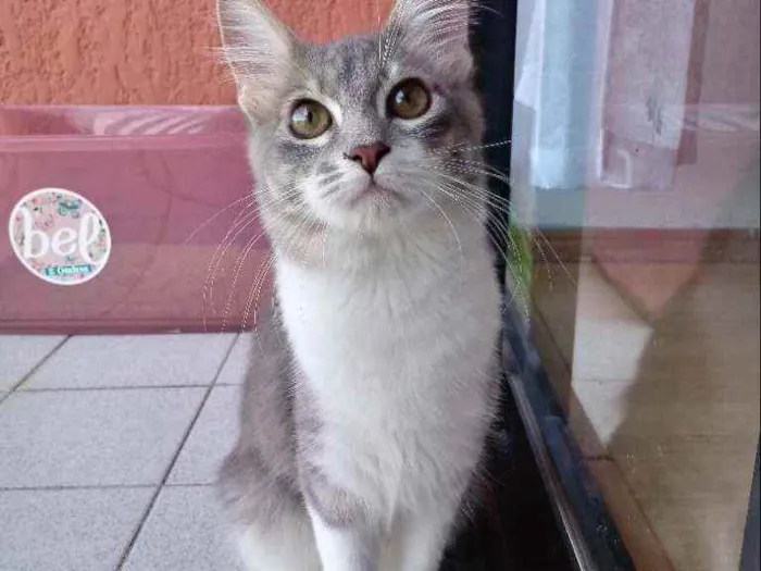 Gato ra a SRD idade 2 a 6 meses nome Tetê