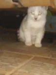 Floquinha