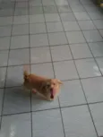 Chapolin