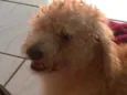 Chapolin