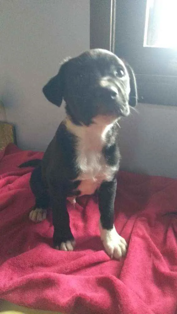 Cachorro ra a SRD idade 2 a 6 meses nome Oreo