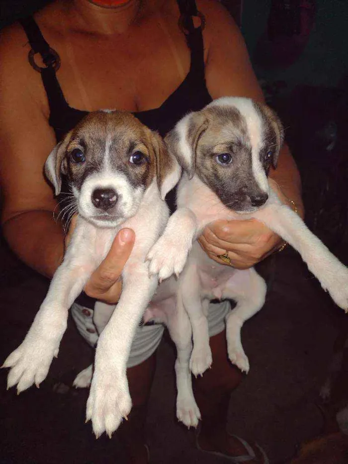 Cachorro raça Srd idade Abaixo de 2 meses nome Filhotes