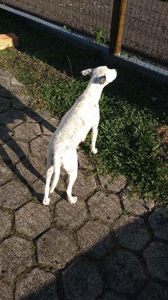 Cachorro ra a SRD idade  nome Polyana