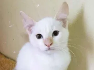 Gato raça SRD-ViraLata idade 2 a 6 meses nome 2 BRANCOS (OU 1)