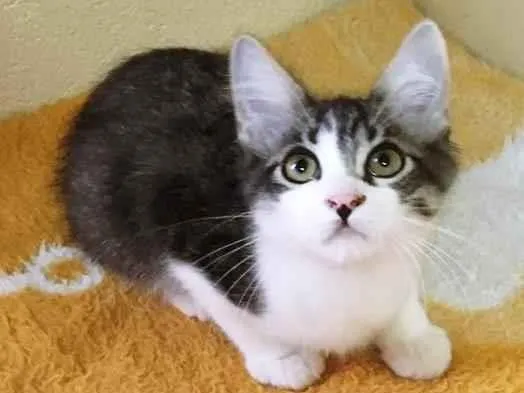 Gato raça SRD-ViraLata idade 2 a 6 meses nome TITO TIGRE