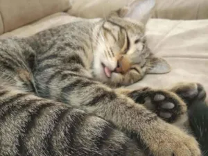 Gato raça Sem raça idade 7 a 11 meses nome Miranda