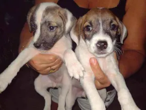 Cachorro raça Srd idade Abaixo de 2 meses nome Filhotes