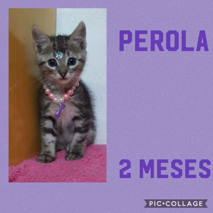 Perola 