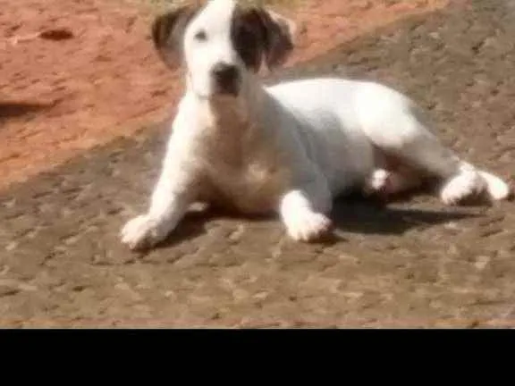 Cachorro raça  idade 2 a 6 meses nome Luna