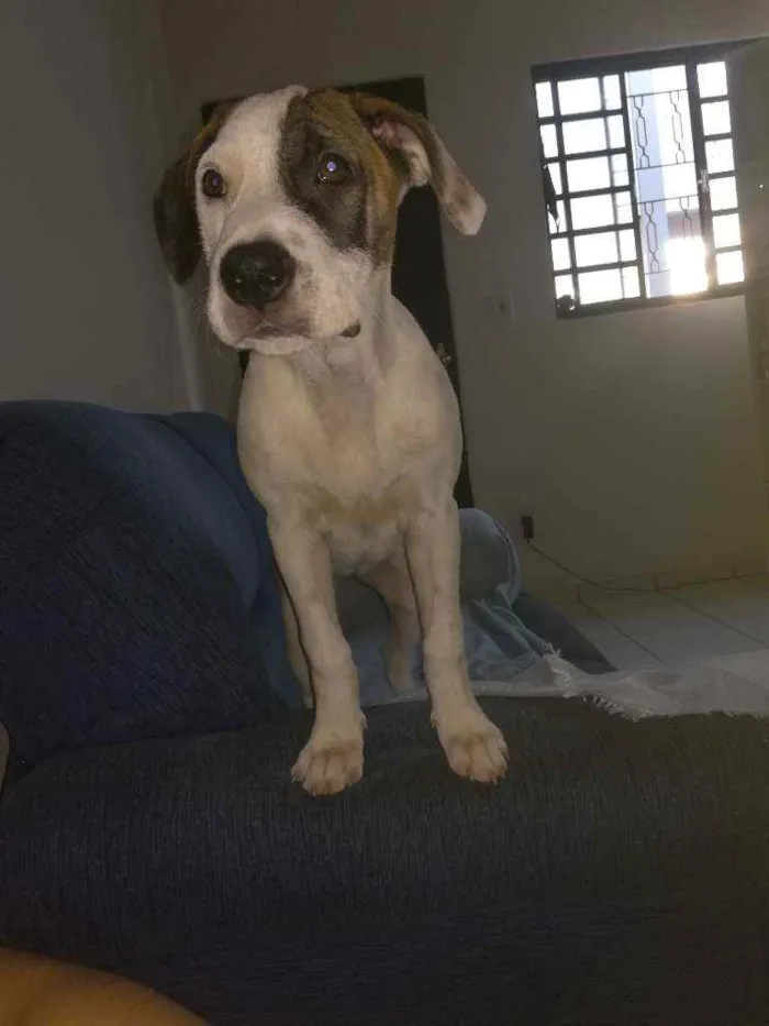 Cachorro raça  idade 2 a 6 meses nome Luna