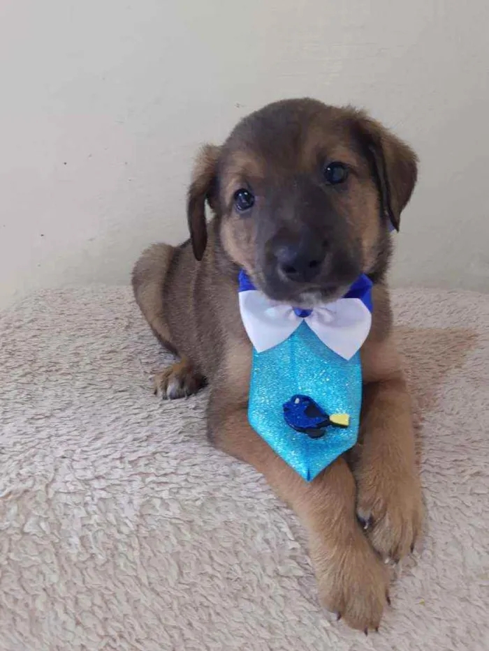 Cachorro raça SRD idade Abaixo de 2 meses nome Anjinhos 