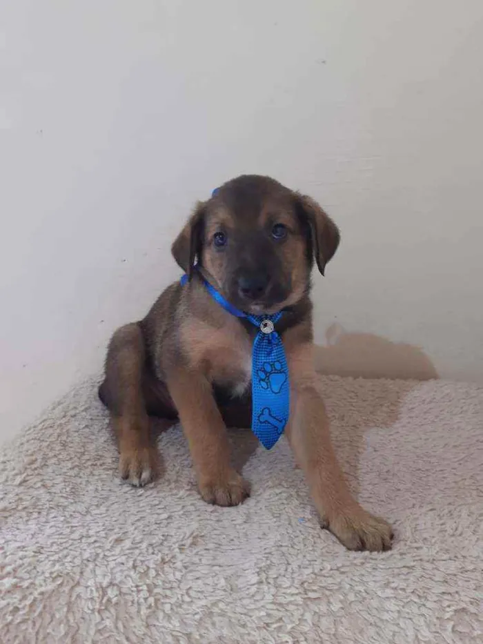 Cachorro raça SRD idade Abaixo de 2 meses nome Anjinhos 