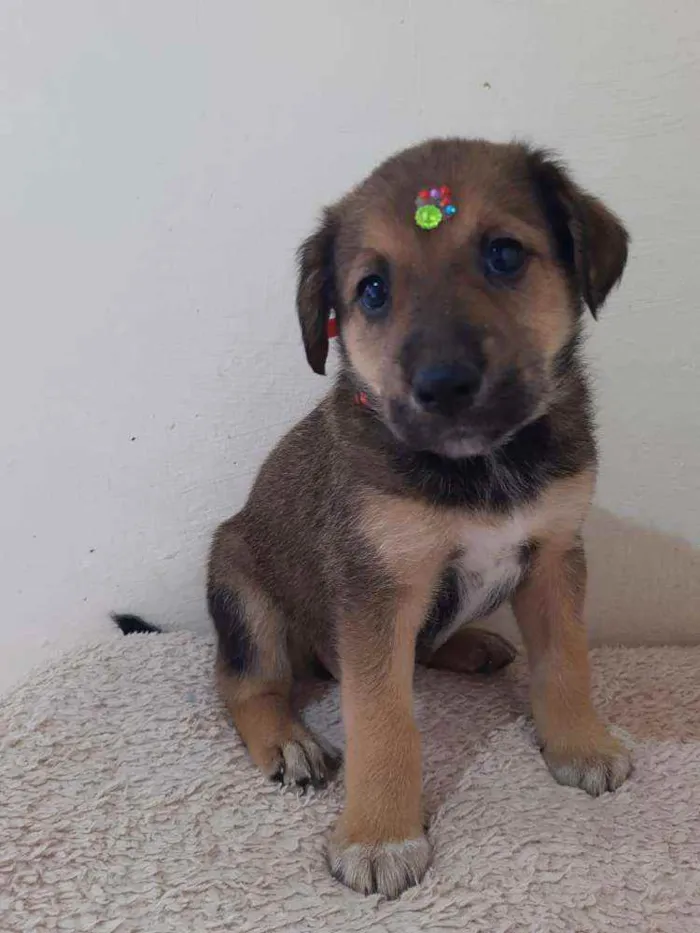 Cachorro raça SRD idade Abaixo de 2 meses nome Anjinhos 