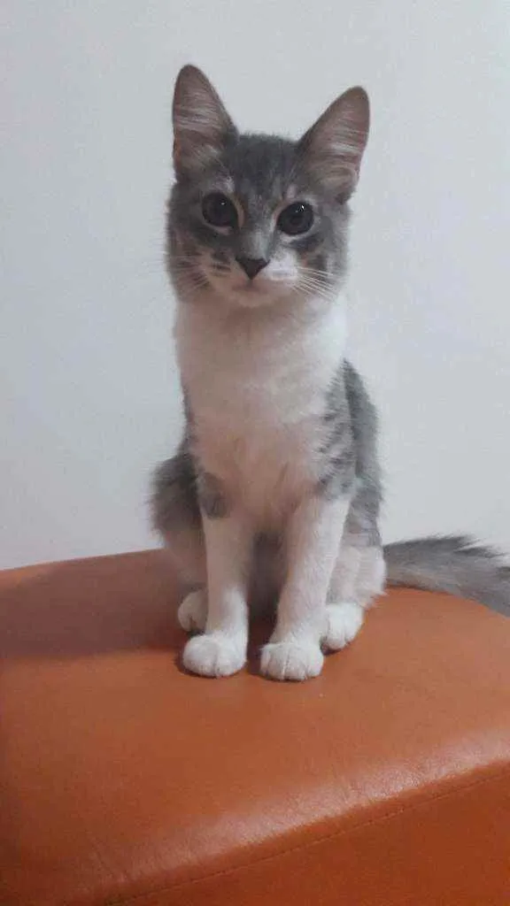 Gato ra a SRD idade 2 a 6 meses nome Tetê