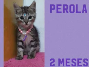 Gato raça SRD  idade Abaixo de 2 meses nome Perola 