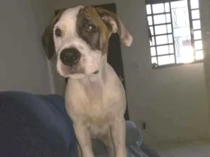Cachorro raça  idade 2 a 6 meses nome Luna