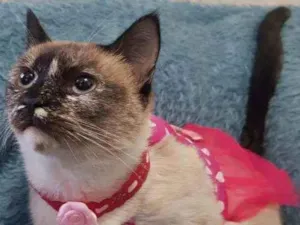 Gato raça SRD idade 7 a 11 meses nome Catarina 