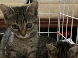 Gato raça SRD idade Abaixo de 2 meses nome Chiquinho & Clara