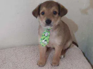 Cachorro raça SRD idade Abaixo de 2 meses nome Anjinhos 