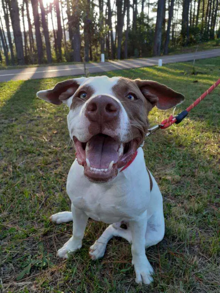 Cachorro raça Pitbull idade 7 a 11 meses nome Romeu