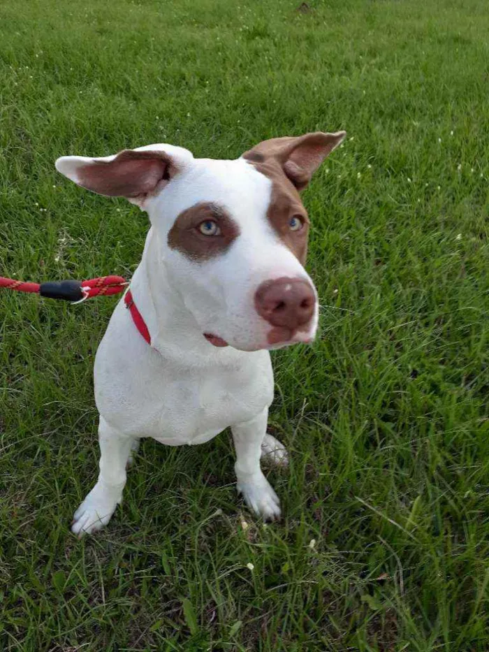 Cachorro raça Pitbull idade 7 a 11 meses nome Romeu