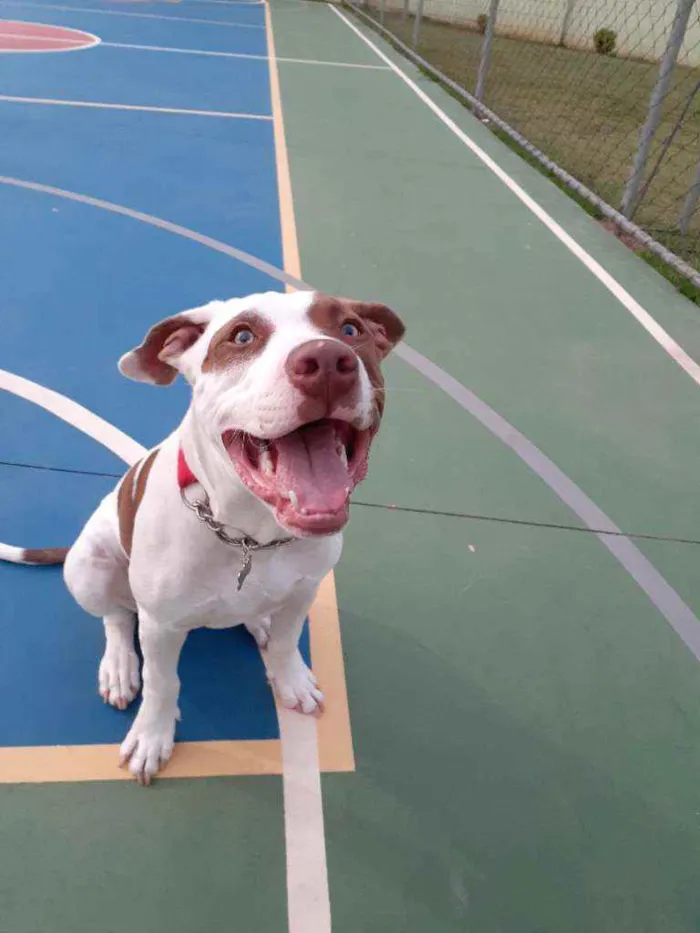 Cachorro raça Pitbull idade 7 a 11 meses nome Romeu
