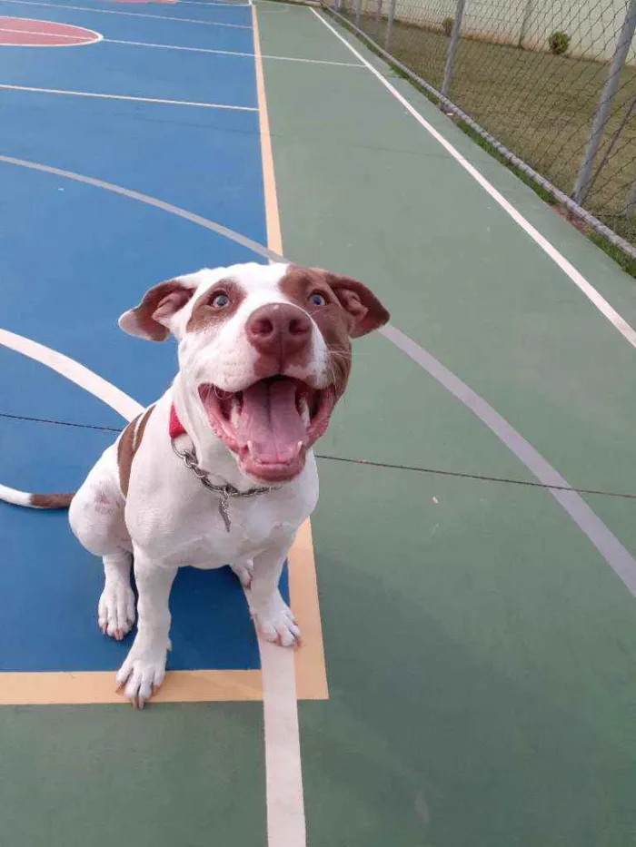 Cachorro raça Pitbull idade 7 a 11 meses nome Romeu