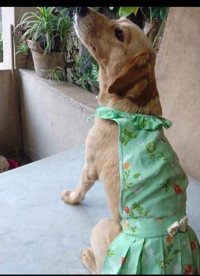 Cachorro ra a SRD idade 2 anos nome Luna