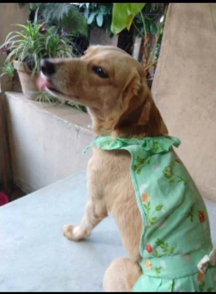 Cachorro ra a SRD idade 2 anos nome Luna