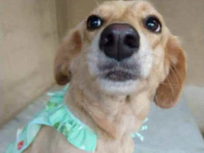 Cachorro ra a SRD idade 2 anos nome Luna