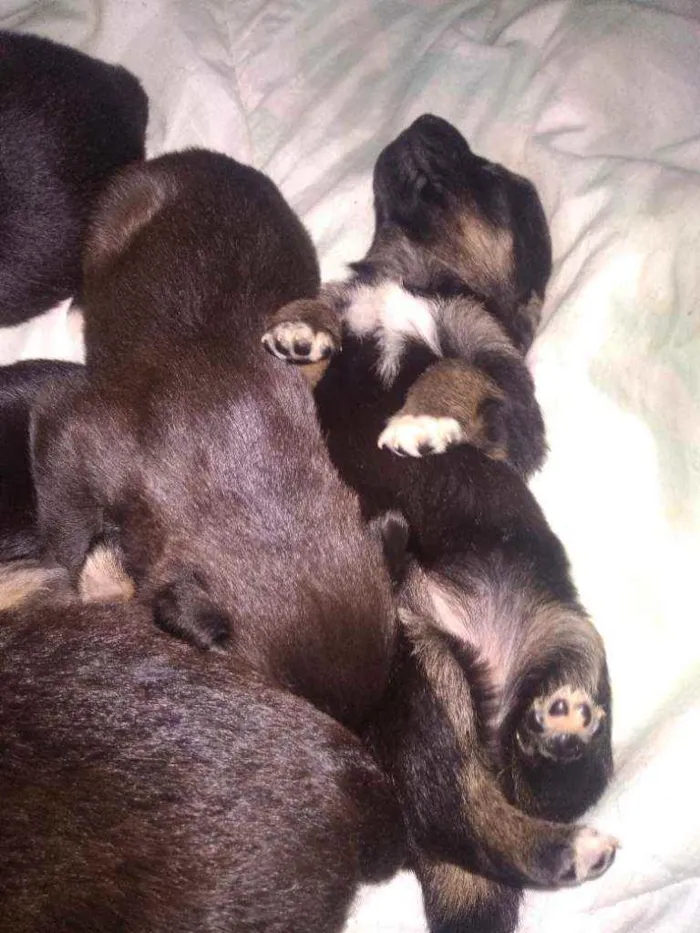 Cachorro ra a Indefinida idade Abaixo de 2 meses nome Ainda não escolhemos