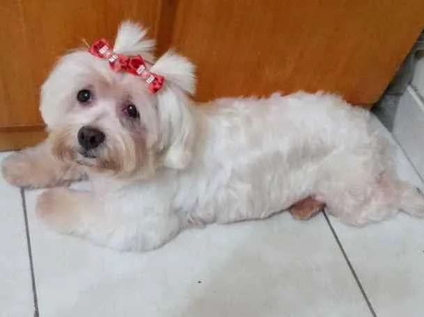 Cachorro ra a Lhasa Apso idade 6 ou mais anos nome Diana