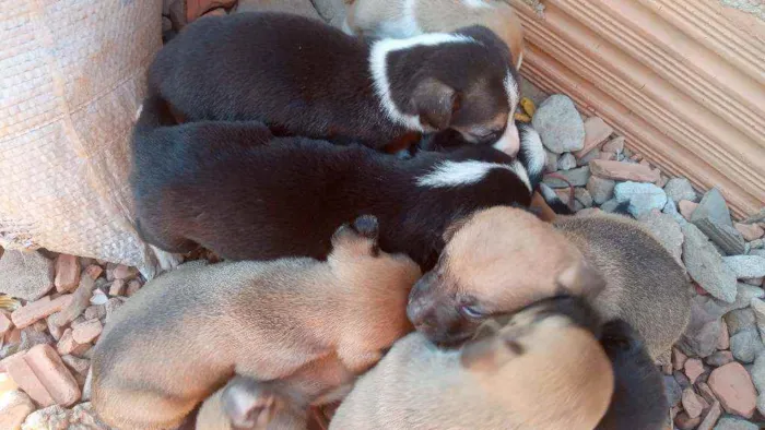 Cachorro ra a Vira lata idade Abaixo de 2 meses nome Filhotes