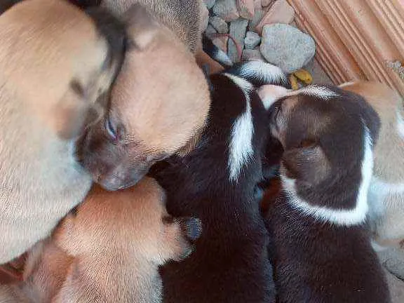 Cachorro ra a Vira lata idade Abaixo de 2 meses nome Filhotes